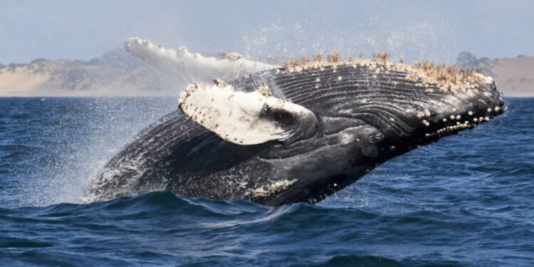 Humpback Whale Sets New Record With 13,000km Journey From South America To Africa