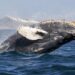 Humpback Whale Sets New Record With 13,000km Journey From South America To Africa