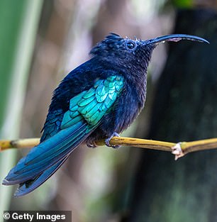 Above, a purple-throated carib hummingbird, the largest variety on the island