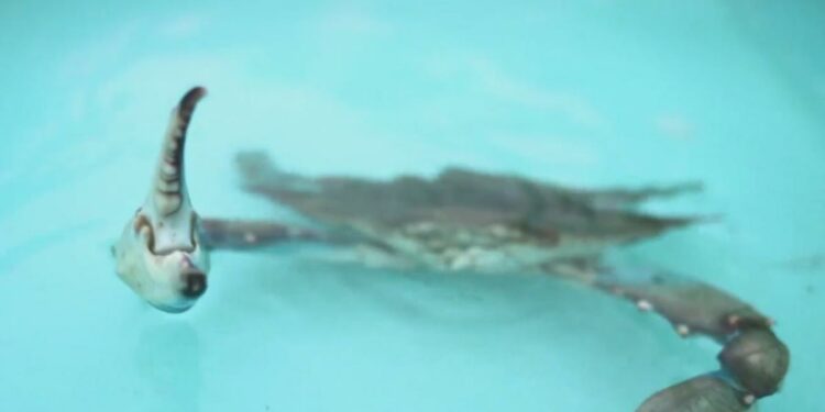 Download app from appStore