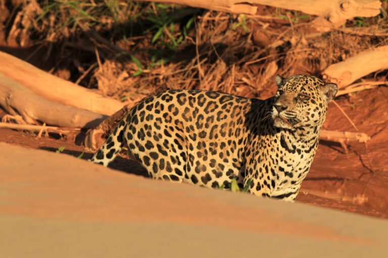 Un jaguar en un río dentro del Parque Nacional Madidi. La foto fue tomada en 2021. Foto: SERNAP.