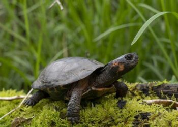 Lawsuit aims to protect North America’s tiniest turtle in Southern Appalachia