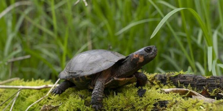 Lawsuit aims to protect North America’s tiniest turtle in Southern Appalachia