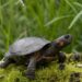 Lawsuit aims to protect North America’s tiniest turtle in Southern Appalachia