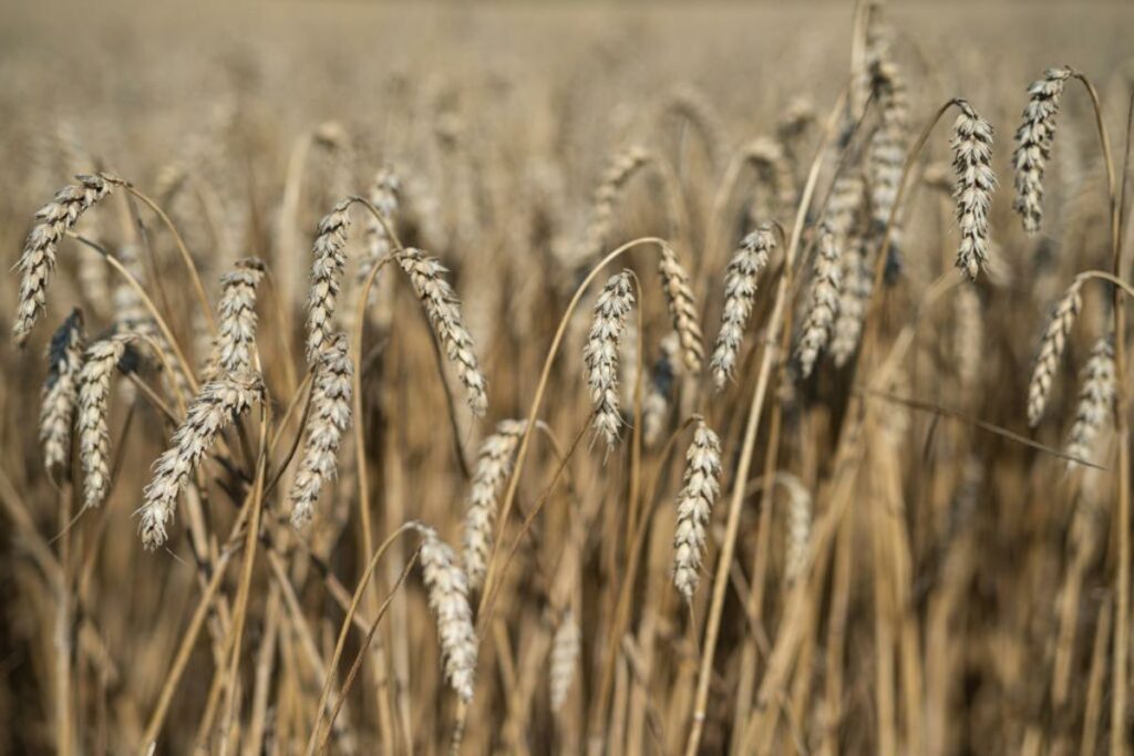 Mike Spier Named President And CEO Of U.S. Wheat Associates