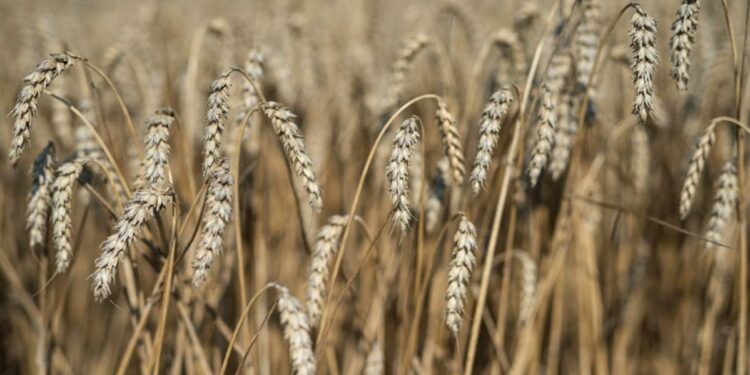 Mike Spier Named President And CEO Of U.S. Wheat Associates