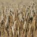 Mike Spier Named President And CEO Of U.S. Wheat Associates