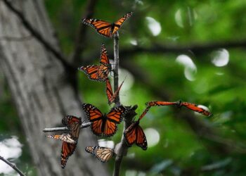 Monarch butterflies to be listed as a threatened species in US – Orange County Register