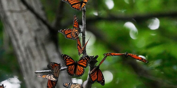 Monarch butterflies to be listed as a threatened species in US – Orange County Register