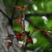 Monarch butterflies to be listed as a threatened species in US – Orange County Register