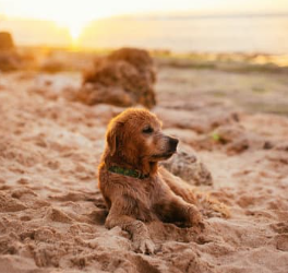 New St Vincent law bans dogs on some beaches