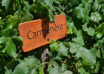 New fund from Astarte & Toesca focuses on permanent crops