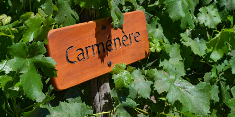 New fund from Astarte & Toesca focuses on permanent crops