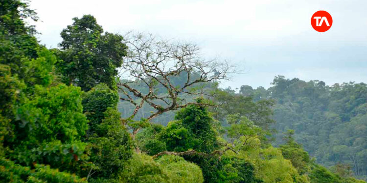 Nuevo canje de deuda de Ecuador generará USD 460 millones para conservar Amazonía