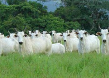 Paraguay heading to a record year of beef exports in 2024 — MercoPress