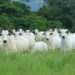 Paraguay heading to a record year of beef exports in 2024 — MercoPress