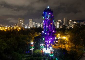 Quito tiene el árbol natural de Navidad más alto de América