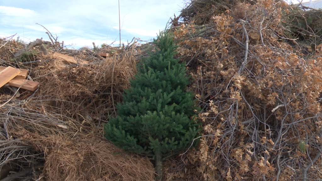 Scouting America Troop offering curbside pickup for Christmas trees