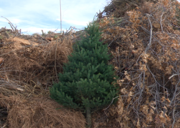 Scouting America Troop offering curbside pickup for Christmas trees