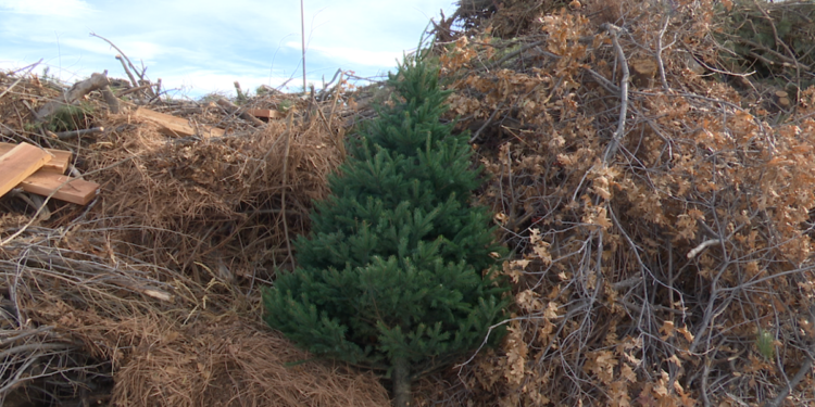 Scouting America Troop offering curbside pickup for Christmas trees