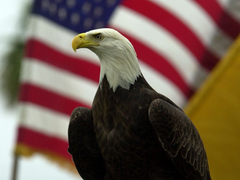 The bald eagle isn't actually America's national bird — but that's poised to change