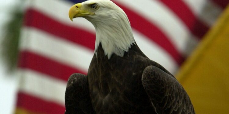 The bald eagle isn't actually America's national bird — but that's poised to change