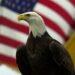 The bald eagle isn't actually America's national bird — but that's poised to change