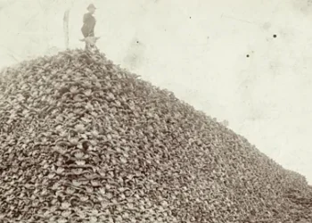 Detroit Public Library A man poses on a mountain of hundreds of bison skulls (Credit: Detroit Public Library)