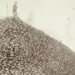 Detroit Public Library A man poses on a mountain of hundreds of bison skulls (Credit: Detroit Public Library)