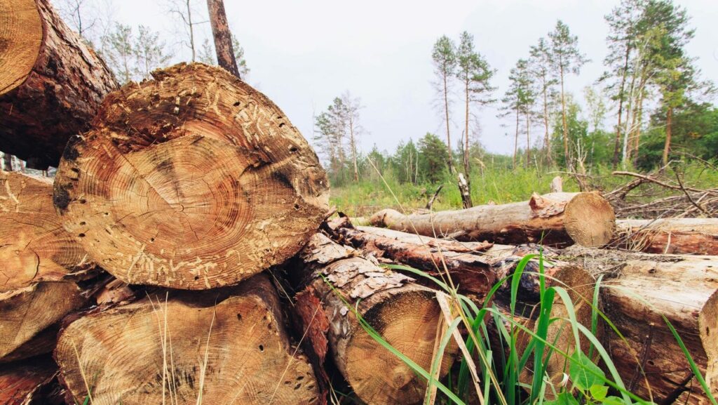 Tráfico de madera ilegal desde los bosques de Bolivia a Perú