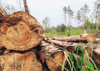 Tráfico de madera ilegal desde los bosques de Bolivia a Perú