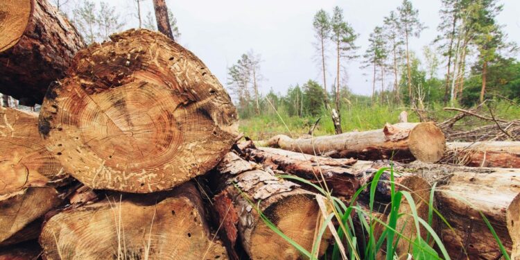 Tráfico de madera ilegal desde los bosques de Bolivia a Perú