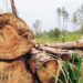 Tráfico de madera ilegal desde los bosques de Bolivia a Perú
