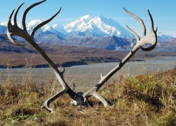 Trump calls name of Mount Denali into question in Phoenix speech