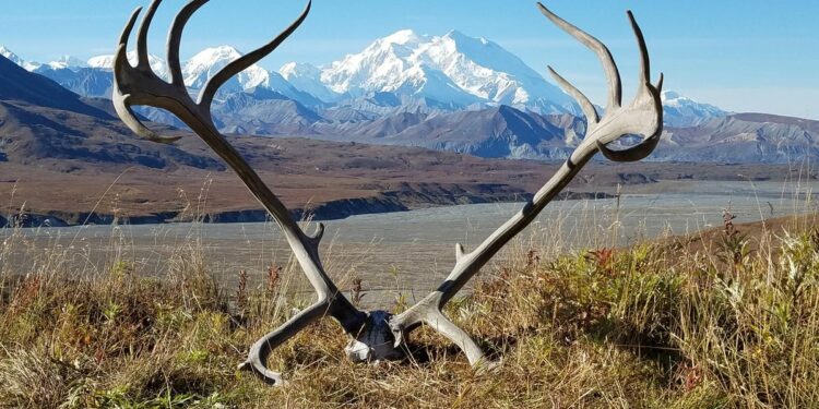 Trump calls name of Mount Denali into question in Phoenix speech