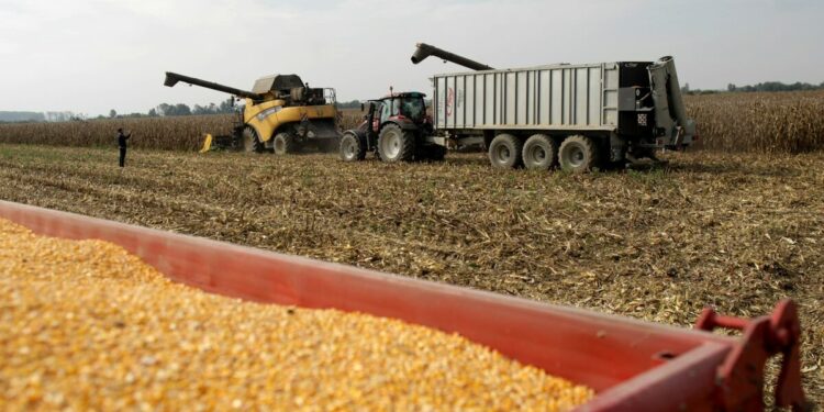 US Wins Dispute With Mexico Over Genetically Engineered Corn