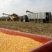 US Wins Dispute With Mexico Over Genetically Engineered Corn