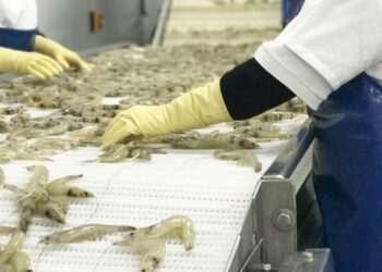 Veto de Brasil a los camarones de Ecuador: ¿Cuáles serán los efectos económicos?