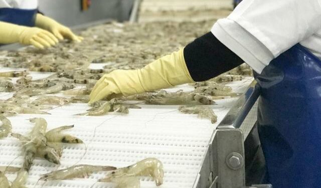 Veto de Brasil a los camarones de Ecuador: ¿Cuáles serán los efectos económicos?