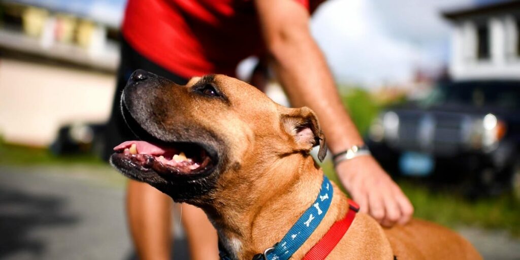 Virgin Islands Pet Shelters Are Flying Hundreds of Dogs and Cats to Continental US