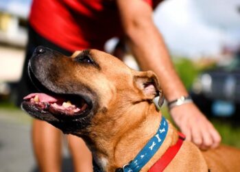 Virgin Islands Pet Shelters Are Flying Hundreds of Dogs and Cats to Continental US