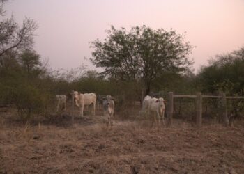 Wall Street banks fuel NYC-scale deforestation in Paraguay