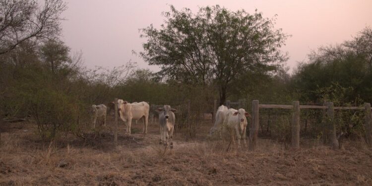 Wall Street banks fuel NYC-scale deforestation in Paraguay