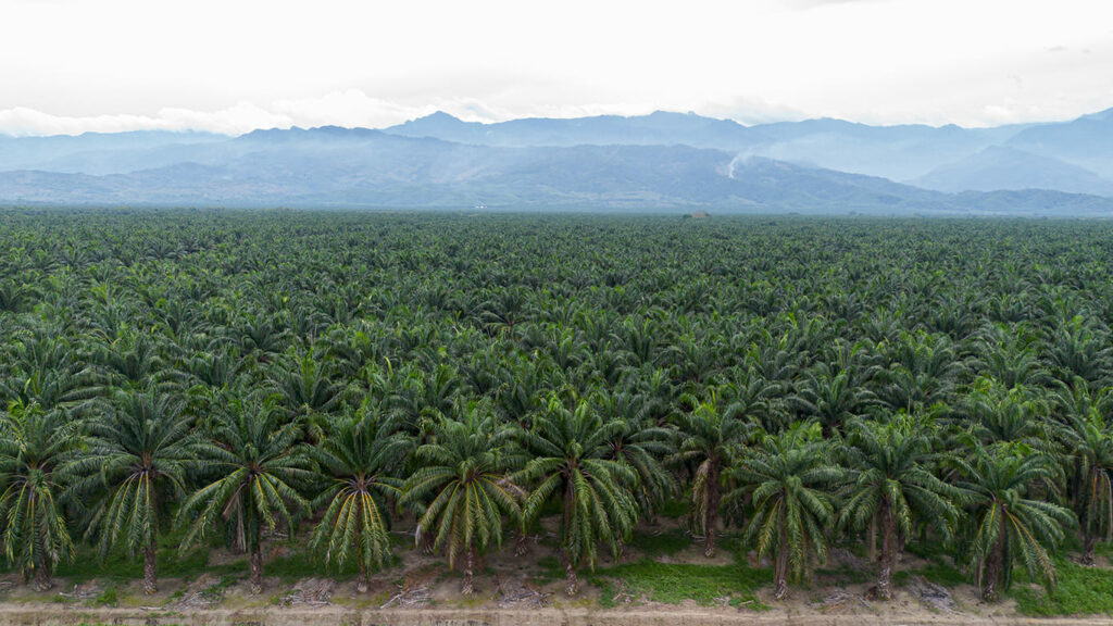 Guatemala cultivo palma ley deforestación UE