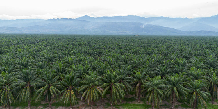 Guatemala cultivo palma ley deforestación UE