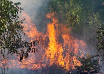 Bolivia incendios forestales minería ilegal 2024