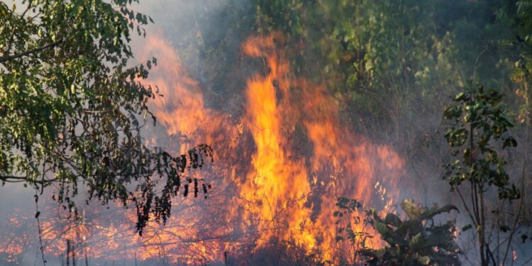 Bolivia incendios forestales minería ilegal 2024