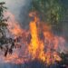 Bolivia incendios forestales minería ilegal 2024