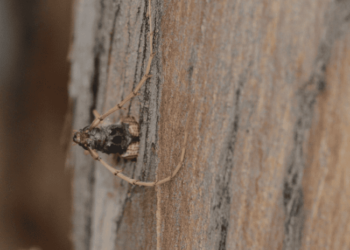 Bolivia escarabajo invasor eucaliptos