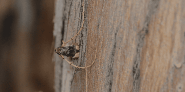 Bolivia escarabajo invasor eucaliptos